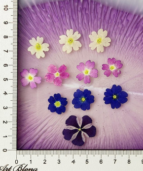 Сухоцветы №8 Сухоцветы №8