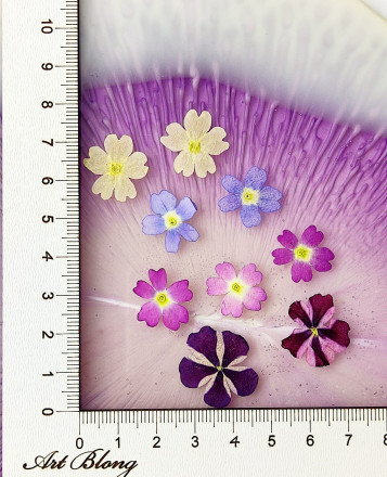 Сухоцветы №9