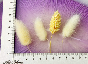 Сухоцветы №10