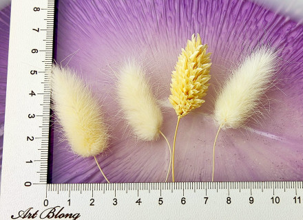 Сухоцветы №10