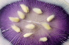 Сухоцветы №11