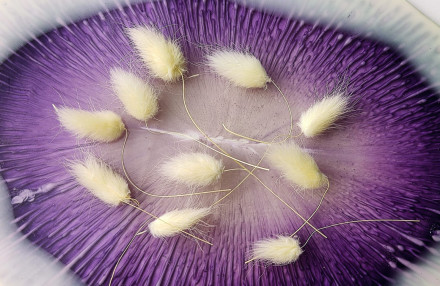 Сухоцветы №11