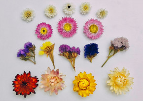 Сухоцветы №2 Сухоцветы №2