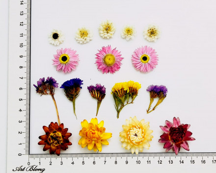 Сухоцветы №2