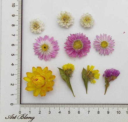 Сухоцветы №3 Сухоцветы №3