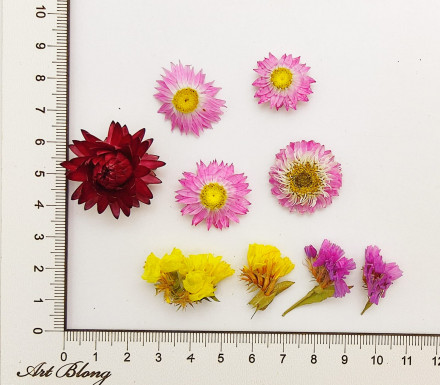 Сухоцветы №4