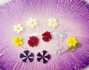 Сухоцветы №6 Сухоцветы №6