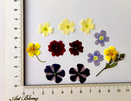 Сухоцветы №6 