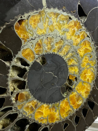 Аммонит SPEETONICERAS VERSICOLOR