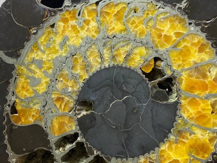 Аммонит SPEETONICERAS VERSICOLOR