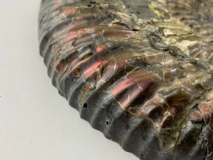 Аммонит SPEETONICERAS VERSICOLOR