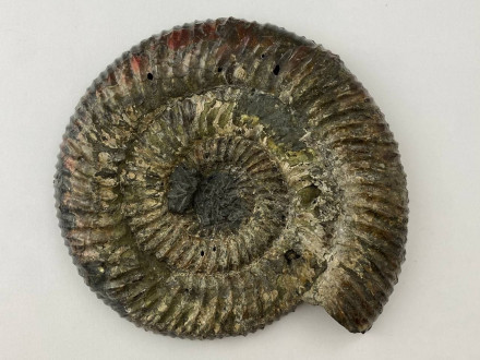 Аммонит SPEETONICERAS VERSICOLOR