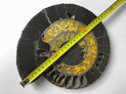 Аммонит SPEETONICERAS VERSICOLOR