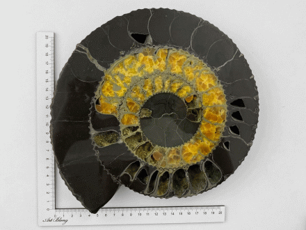 Аммонит SPEETONICERAS VERSICOLOR