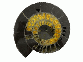 Аммонит SPEETONICERAS VERSICOLOR