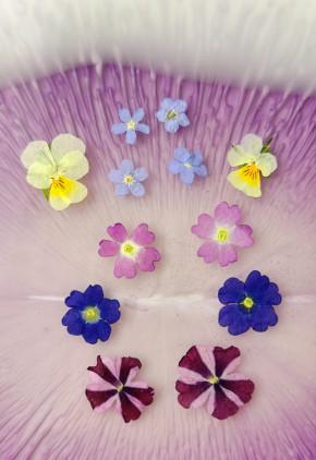 Сухоцветы №7 Сухоцветы №7